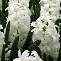 Hyacinth 'Carnegie'